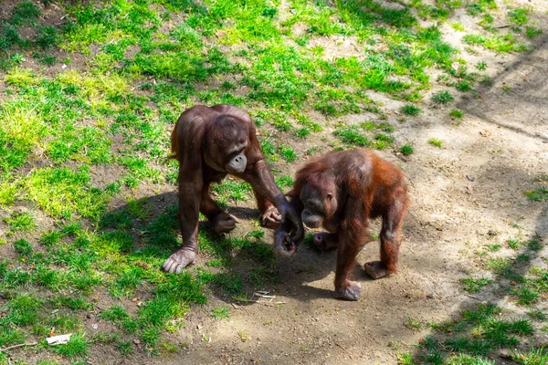 Orang Outan Bornéo Pongo Pygmaeus Dans Zoo Barcelone — Photo