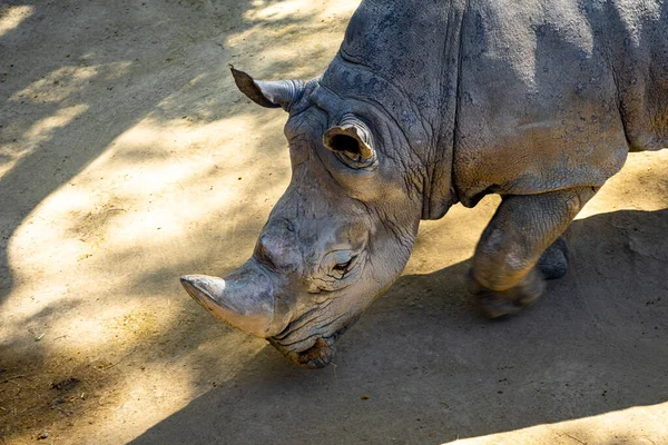 Rinoceronte Blanco Del Sur Ceratotherium Simum Simum Zoológico Barcelona — Foto de Stock