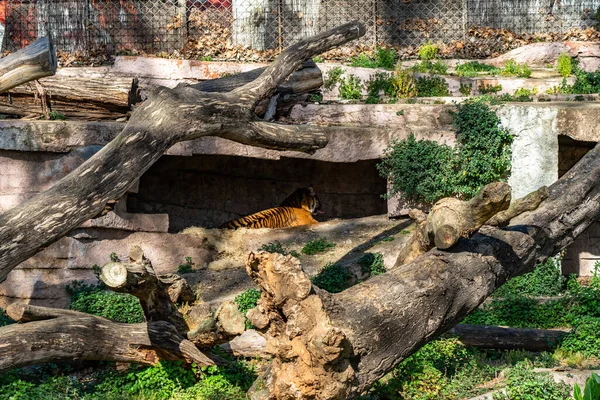 Суматранский Тигр Panthera Tigris Sumatrae Зоопарке Барселоны — стоковое фото