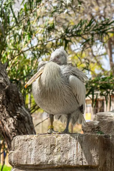 Pélican Dalmate Pelecanus Crispus Dans Zoo Barcelone — Photo