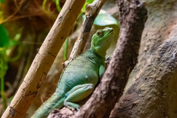 Iguana Green Lizard Dragon Terrarium Zoo Barcelona — Stock Photo, Image