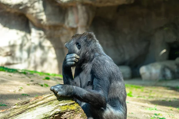 Westlicher Flachlandgorilla Zoo Von Barcelona — Stockfoto