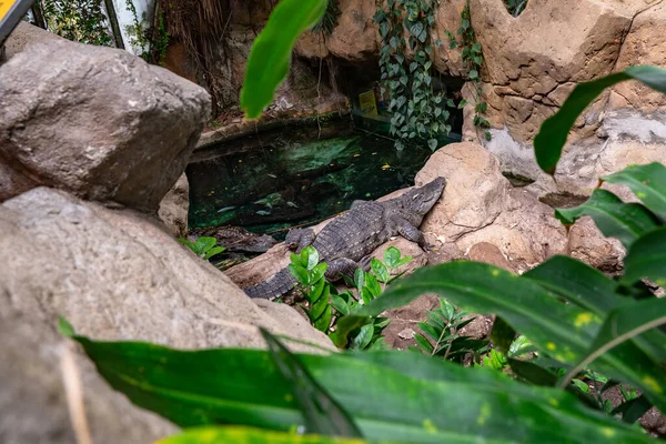 Brede Kaaiman Caiman Latirostris Dierentuin Van Barcelona — Stockfoto