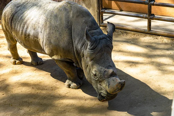 Sydlig Vit Noshörning Ceratotherium Simum Simum Barcelona Zoo — Stockfoto