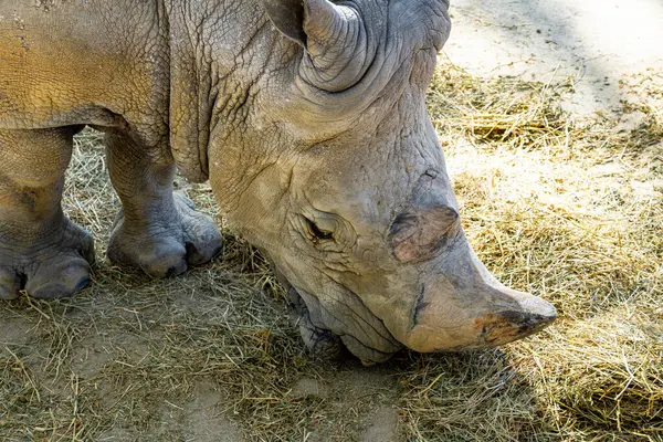 Rinoceronte Blanco Del Sur Ceratotherium Simum Simum Zoológico Barcelona — Foto de Stock