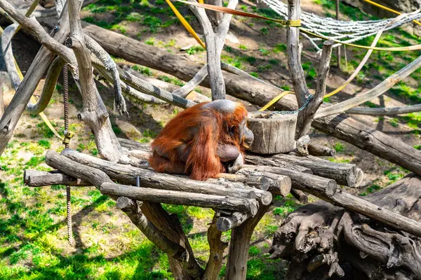 巴塞罗那动物园的Bornean Orangutan Pongo Pygmaeus — 图库照片