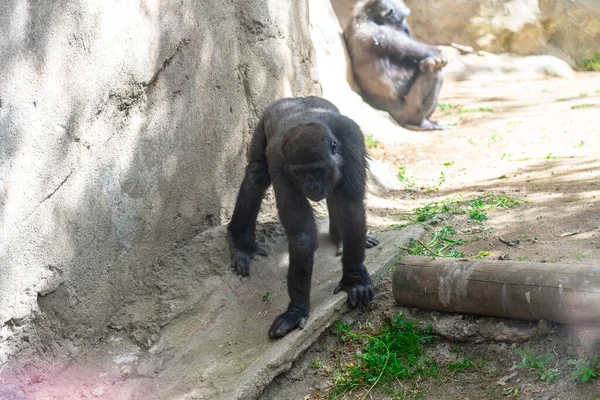 Gorilas Tierras Bajas Occidentales Zoológico Barcelona —  Fotos de Stock