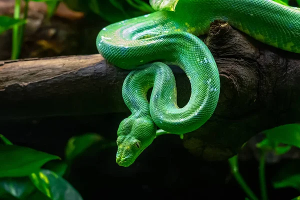 Green Tree Python Morelia Viridis Zoo Barcelona — Stock Photo, Image