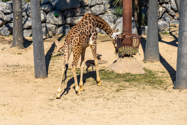 Rothschilds Giraffe (Giraffa camelopardalis rothschildi) in Barcelona Zoo.