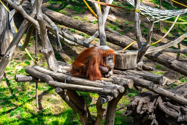 Bornean Orangutan Pongo Pygmaeus Зоопарке Барселоны — стоковое фото