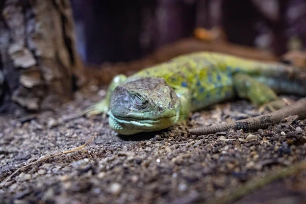 Iguana Lizard Dragon Terrarium Zoo Barcelona — Stock Photo, Image