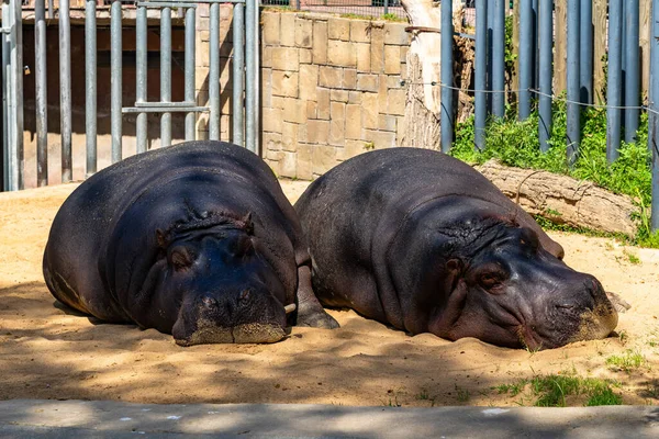 Hipopótamo Comum Hippopotamus Amphibius Zoológico Barcelona — Fotografia de Stock
