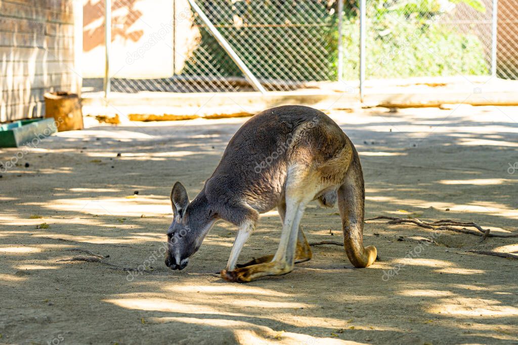 Red Kangaroo (Macropus rufus) in Barcelona Zoo.