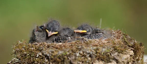 Baby Ptaki Okresie Letnim — Zdjęcie stockowe