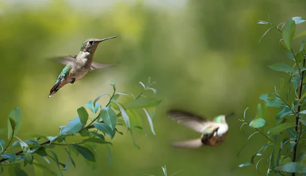 Aves Volando Durante Verano —  Fotos de Stock