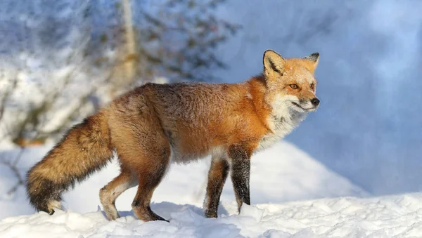 Red Fox Přírodě Zimě — Stock fotografie