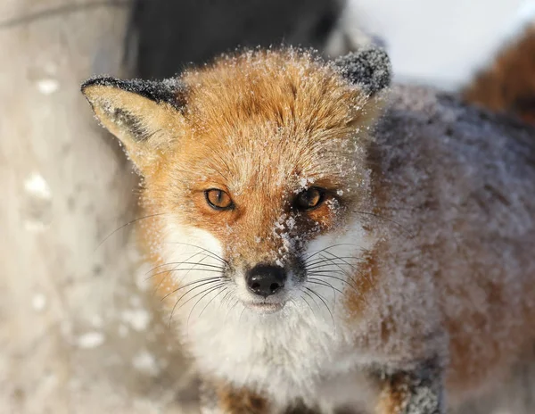 Rosto Raposa Vermelha Durante Inverno — Fotografia de Stock