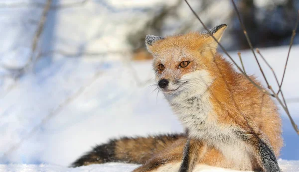 Vörös Róka Jellegű Télen Stock Kép