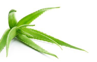 aloe vera bitkisi beyaz arkaplanda izole