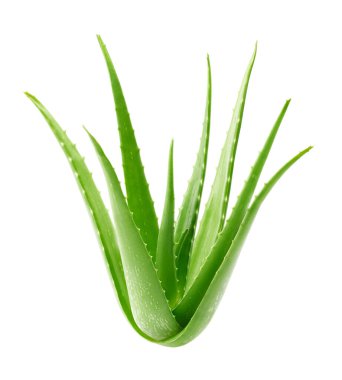 Aloe vera bitkisi beyaz arkaplanda izole edildi - kırpma yolu dahil