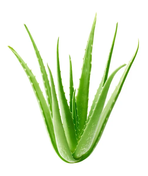 Aloe vera bitkisi beyaz arkaplanda izole edildi - kırpma yolu dahil
