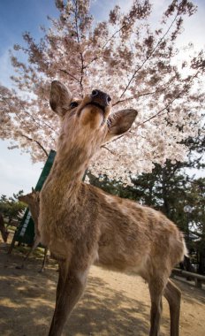 Gündüz, Japonya Sakura ağaçlarıyla çevrili şirin geyik