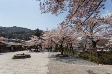 Japonya'da çiçekli Sakura