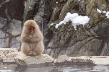 Monkey in natural onsen, hot spring, located in Snow Monkey, Nagano Japan. clipart