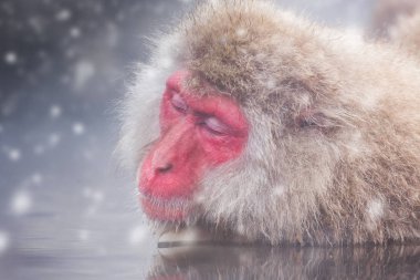 Kar maymun, Nagano Japonya bulunan doğal onsen, kaplıca, maymun.