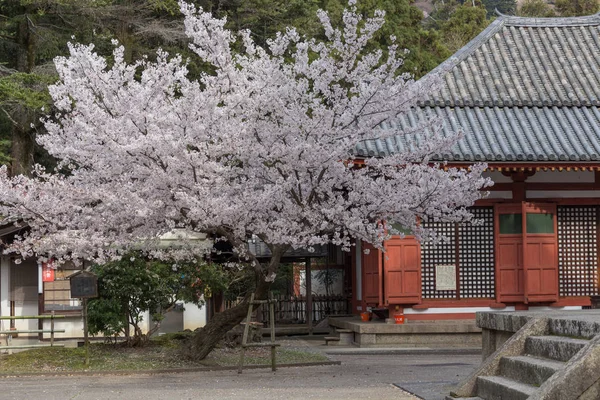 Sakura Florece Japón — Foto de Stock