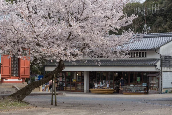 Sakura Flowering Japan — Stock Photo, Image