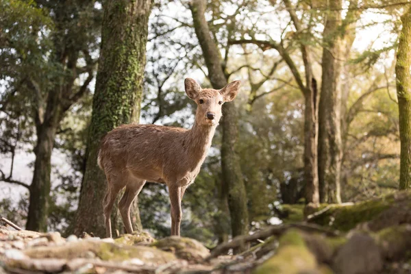 Cute Deer Surrounded Sakura Trees Daytime Japan — Stock Photo, Image