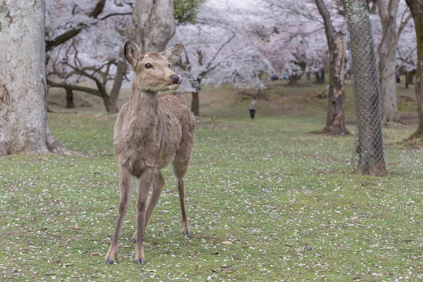 Cute deer surrounded by Sakura trees at daytime, Japan