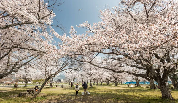 Sakura Florece Japón —  Fotos de Stock