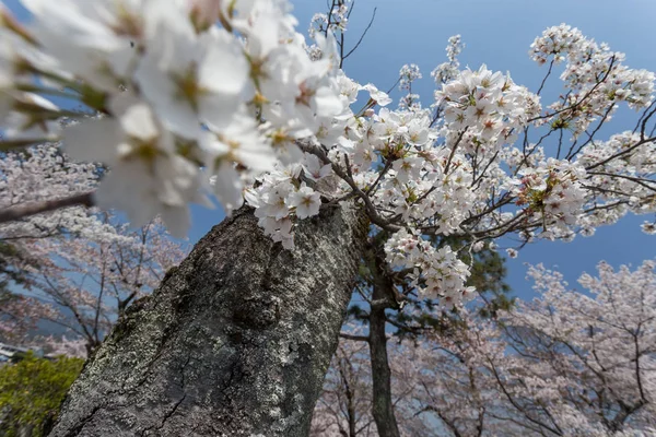 Vista Cerca Del Floreciente Árbol Sakura Ciudad Osaka Japón —  Fotos de Stock