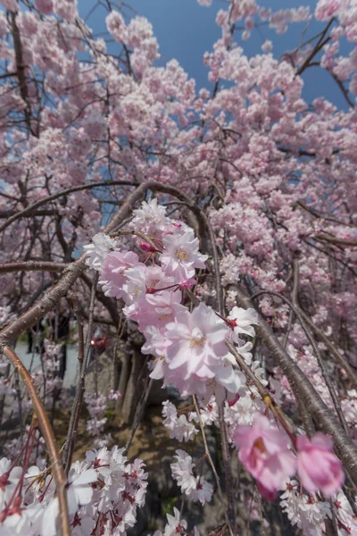 Vista Perto Árvore Sakura Florescente Cidade Osaka Japão — Fotografia de Stock