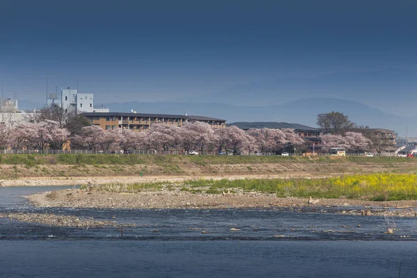 Берег Реки Цветущая Сакура Заднем Плане Нара Япония — стоковое фото