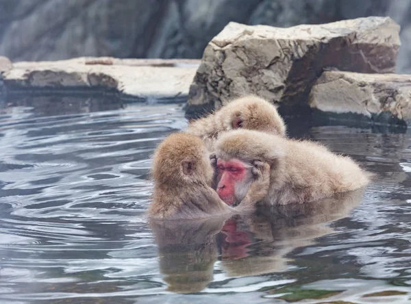 Majmok Természetes Onsen Forró Tavasz Található Hóban Majom Nagano Japán — Stock Fotó