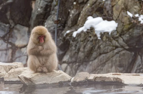 Majom Természetes Onsen Forró Tavasz Található Hóban Majom Nagano Japán — Stock Fotó