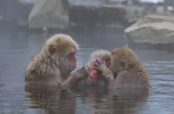 Monos Onsen Natural Aguas Termales Ubicados Snow Monkey Nagano Japón — Foto de Stock