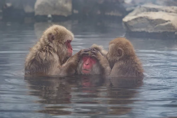 Monos Onsen Natural Aguas Termales Ubicados Snow Monkey Nagano Japón — Foto de Stock