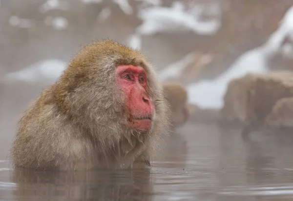 Mono Onsen Natural Aguas Termales Ubicado Snow Monkey Nagano Japón — Foto de Stock