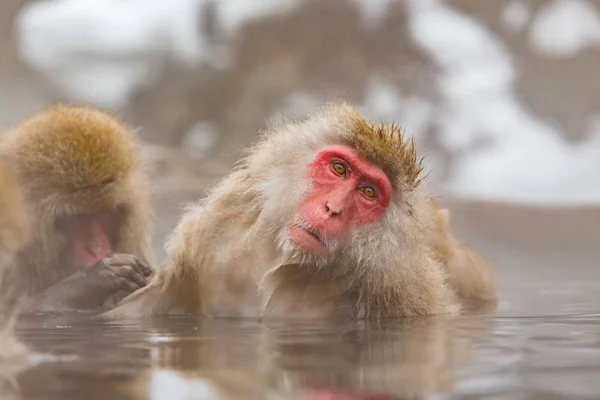 Monos Onsen Natural Aguas Termales Ubicados Snow Monkey Nagano Japón — Foto de Stock