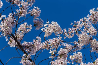 Şu yeni gelişen ağaç dallarının düşük açılı görünüş