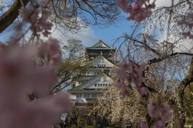 Çiçek açması sakura ağaçları, Japonya ile çevrili antik Osaka Tapınak