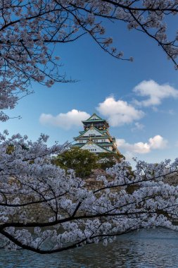 Çiçek açması sakura ağaçları, Japonya ile çevrili antik Osaka Tapınak