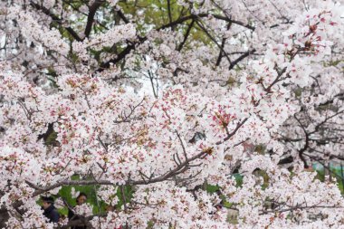 Closeup görünümü çiçek açması sakura ağacı Osaka city, Japonya
