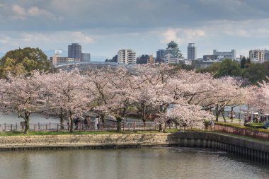 Çiçek açması sakura ağaçları ile Osaka city arka plan, Japonya