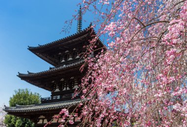 Gündüz Japonya ağaçlarıyla çevrili antik Kyoto tapınak görünümünü