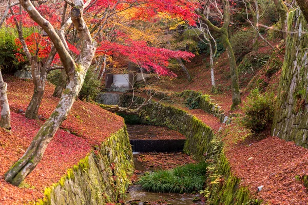 日本东京有红橙 Momiji 叶子的秋树 — 图库照片